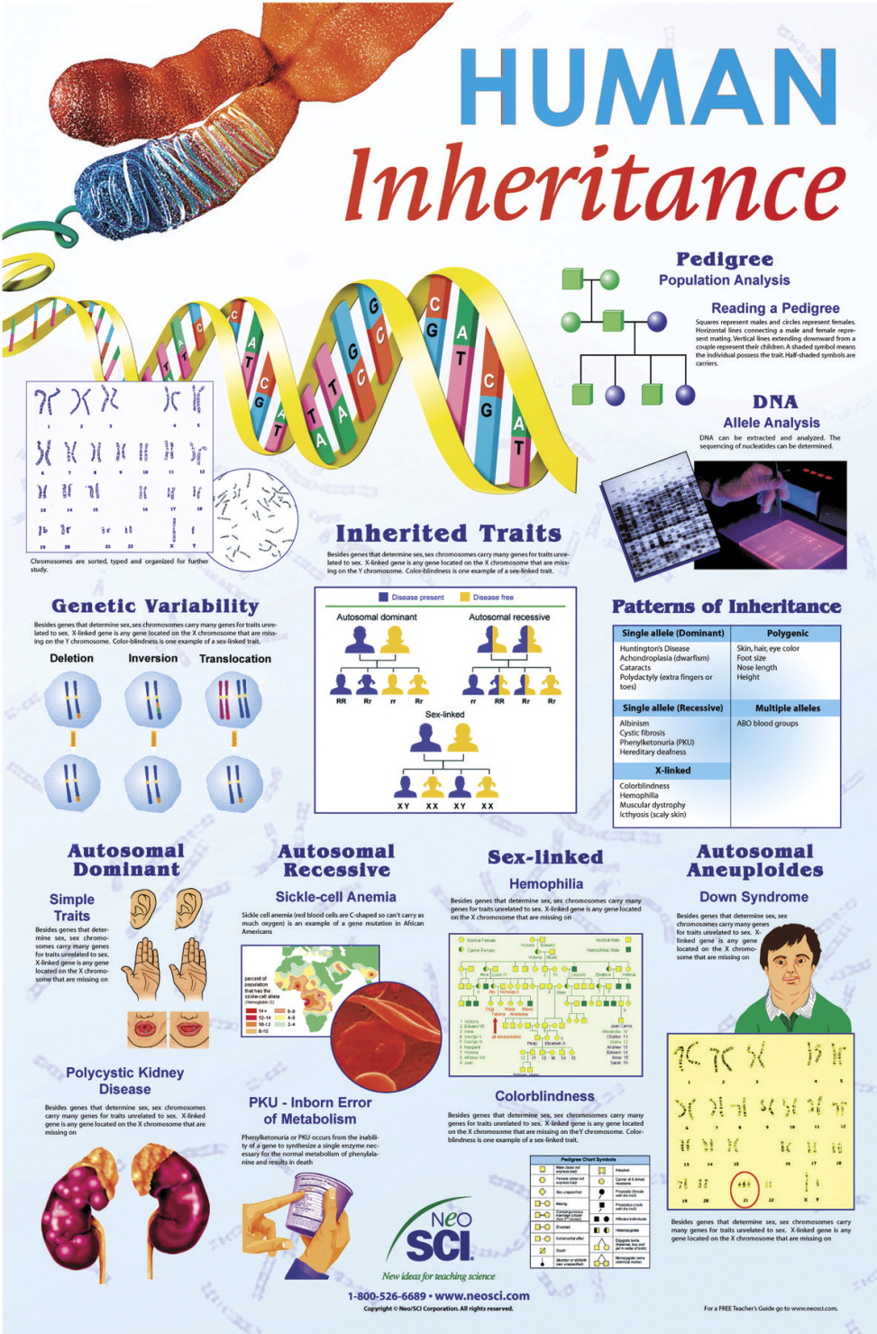 Definition of X-linked dominant inheritance - NCI Dictionary of Genetics  Terms - NCI, image size:973x1480