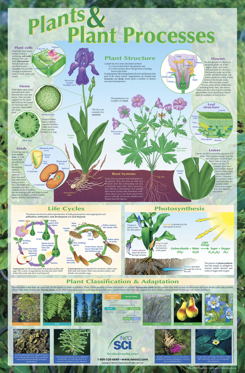 MansionSchools.com : Neo/SCI Plants and Plant Processes Laminated