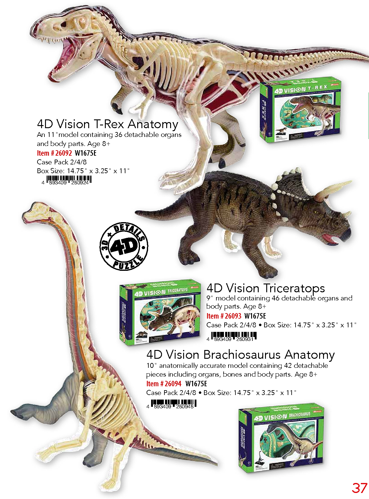 MansionSchools.com : 4d Vision Brachiosaurus Anatomy Model
